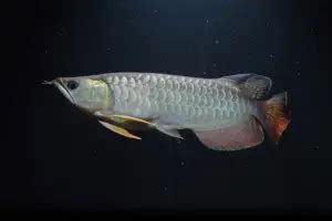 arowana fish|All About Arowanas: A Complete Species Profile & Care Guide.